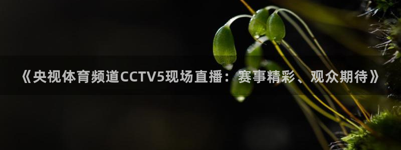 龙门直播?：《央视体育频道CCTV5现场直播：赛事精彩、观众期待》